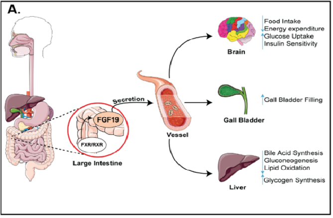 FGF19：Clinical value to be exploited