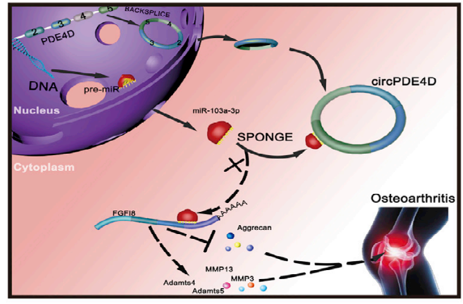 FGF18：a therapeutic target for osteoarthritis