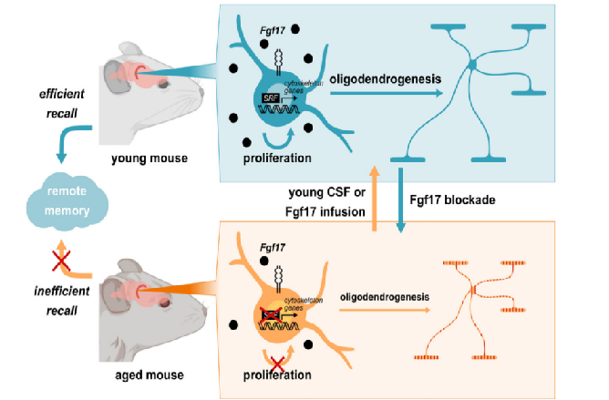 FGF17： aging memory defect potential target