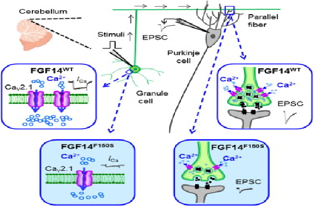 FGF14：a new potential target for brain diseases