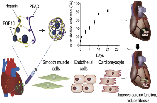 FGF10: a repair agent for lung heart injury