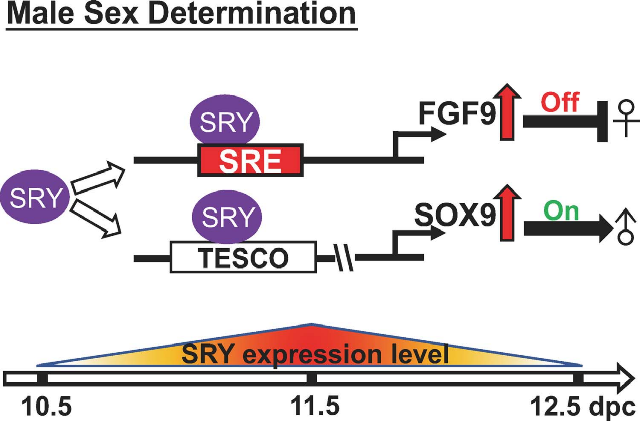 FGF9: regulator of gonadal differentiation
