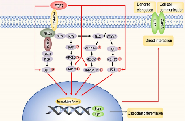 FGF7: Regulation of drug tolerance