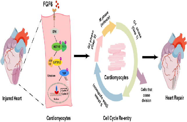 FGF6: regulating-muscle-regeneration-Cardiac-repair