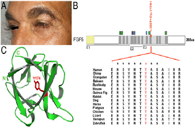 FGF5: a key regulator of hair growth