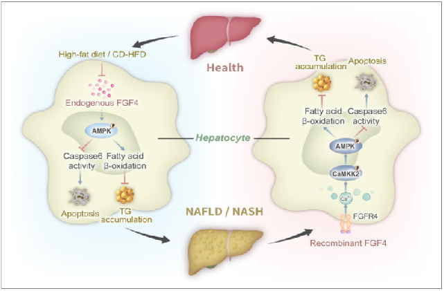 FGF4: a potential target for lowering glucose