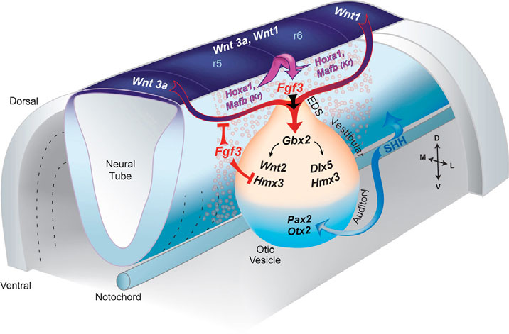 FGF3: Regulation of embryonic ear development