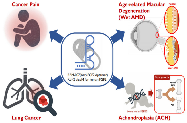FGF2: A myriad factor