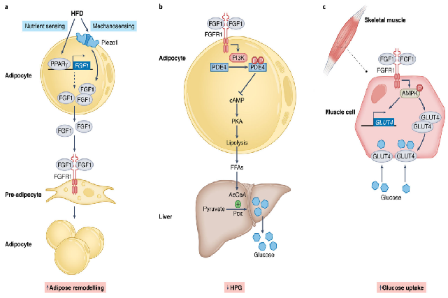 FGF1: an antidiabetic potential drug target