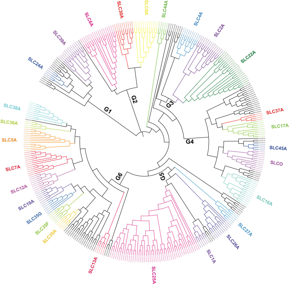 转运蛋白超家族:SLC 转运蛋白超家族:SLC