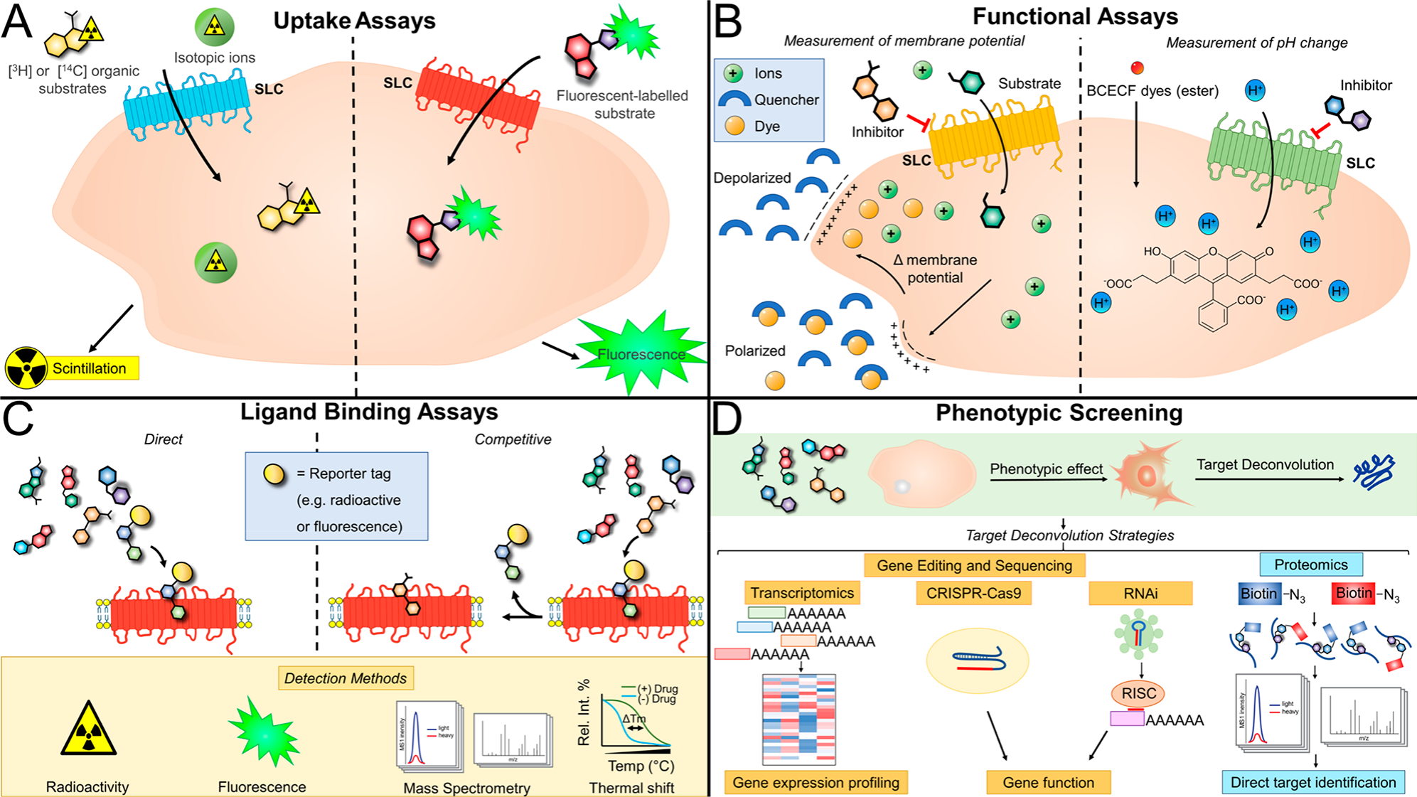 转运蛋白超家族:SLC 转运蛋白超家族:SLC