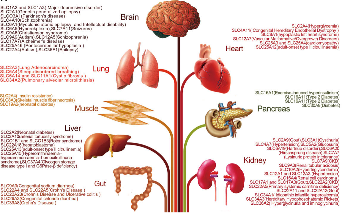 转运蛋白超家族:SLC 转运蛋白超家族:SLC