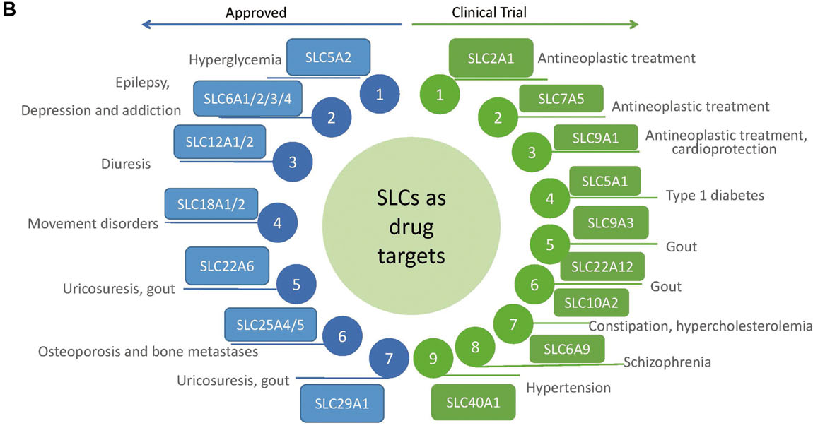 转运蛋白超家族:SLC 转运蛋白超家族:SLC