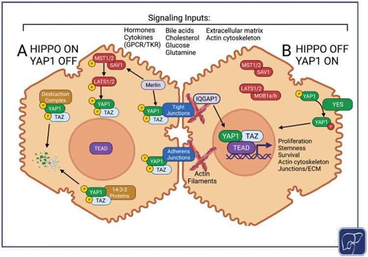 别样转录共激活因子:YAP1 别样转录共激活因子:YAP1