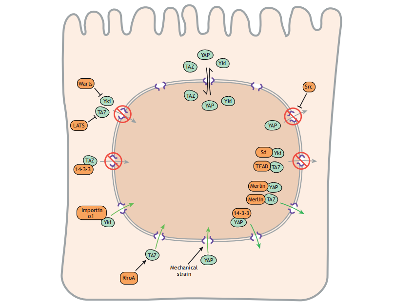 别样转录共激活因子:YAP1 别样转录共激活因子:YAP1