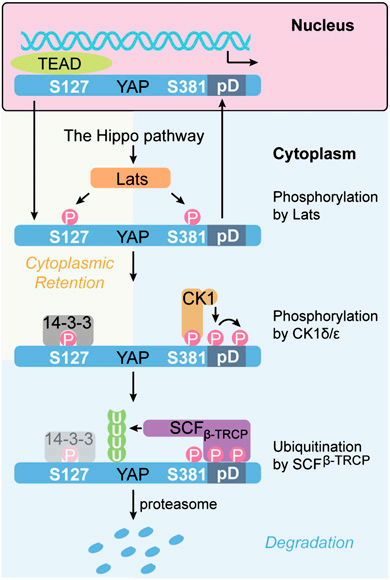 别样转录共激活因子:YAP1 别样转录共激活因子:YAP1