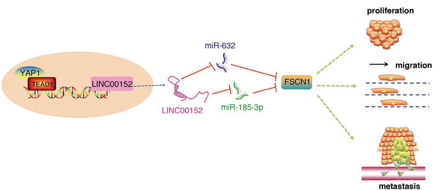 别样转录共激活因子:YAP1 别样转录共激活因子:YAP1