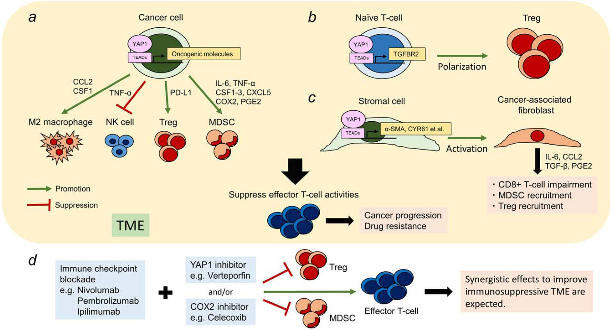 别样转录共激活因子:YAP1 别样转录共激活因子:YAP1