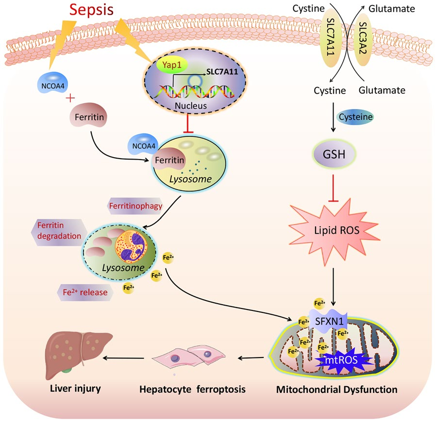 别样转录共激活因子:YAP1 别样转录共激活因子:YAP1