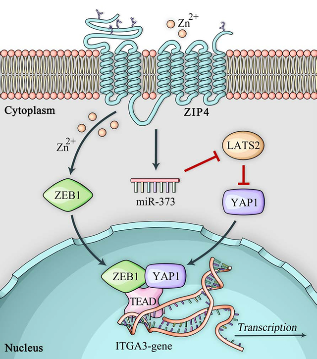 别样转录共激活因子:YAP1 别样转录共激活因子:YAP1