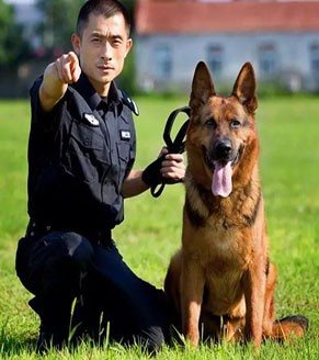 警犬联营服务