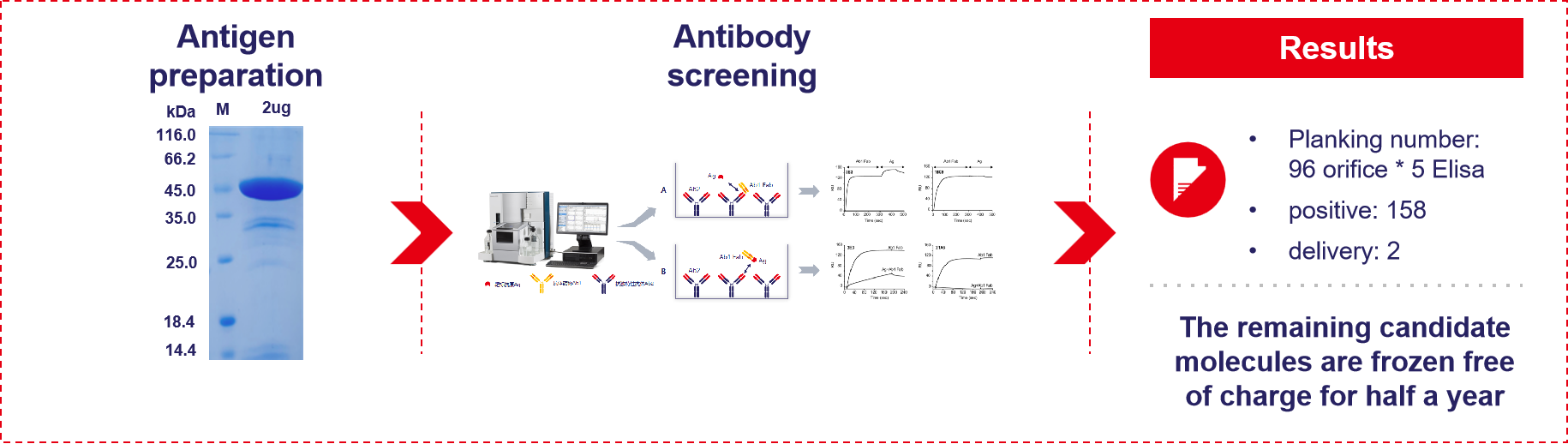 Antibody A