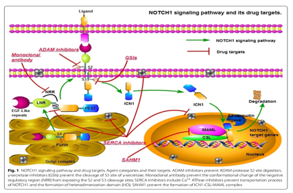 The angiogenesis regulator Notch1