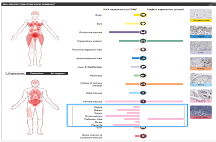 Vascular endothelial growth factor receptor VEGFR2
