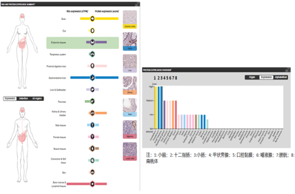The target of Mucosal addressin cell adhesion molecule-1 MAdCAM1