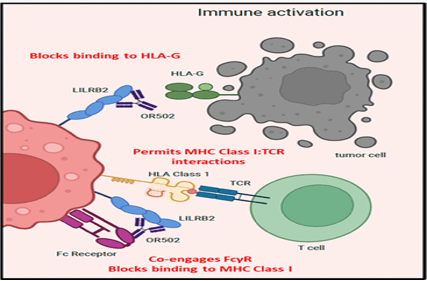 The target of Leukocyte Immunoglobulin-Like Receptor LILRB2