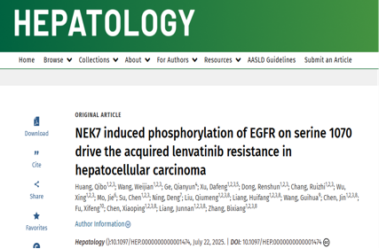 NEK7 phosphorylation of EGFR drives the mechanism of drug resistance in hepatocellular carcinoma