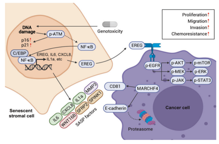 The epidermal growth factor receptor ligand EREG