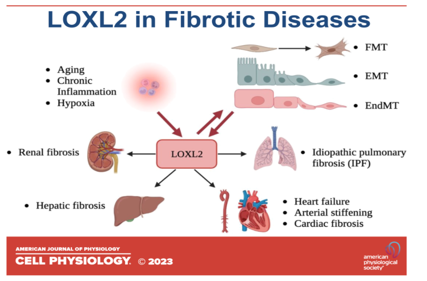 Lysyl oxidase-like protein LOXL2