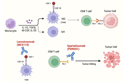 The target of Macrophage colony stimulating factor 1 CSF1