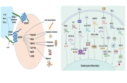 The target of Chemokine Ligand 1 CX3CL1
