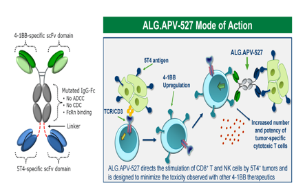 The ADC target antigen TPBG