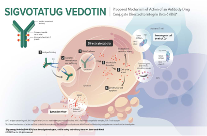 Tumor immunoregulatory target ITGB6