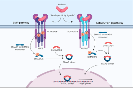 The target of Activin receptor type 2B ACVR2B