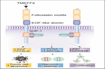 The target of Transmembrane protein with an EGF-like and two Follistatin-like domains2 TMEFF2