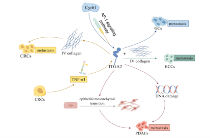 Collagen recognizes the integrin ITGA2