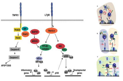 The target of Tumor necrosis factor ligand superfamily member14 TNFSF14