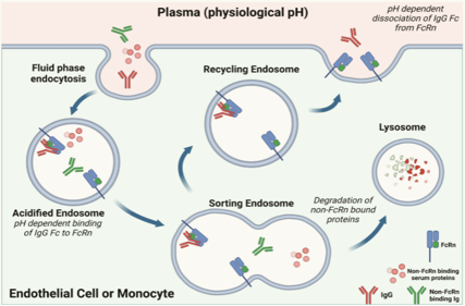 Impact of antibody Fc engineering on translational pharmacology and safety