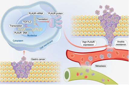 The target of Domain Containing3 LYPD3