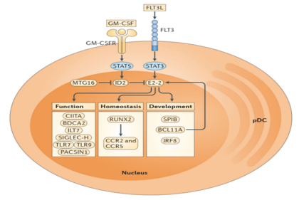 Development and preclinical characterization of AMG 329 a human antibody neutralizing FLT3 ligand