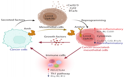 Anti-Müllerian hormone receptor AMHR2