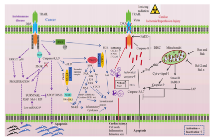 Apoptosis initiating receptor DR5