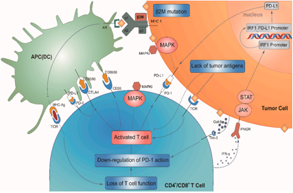 Tumor escape switch PD-1 PD-L1