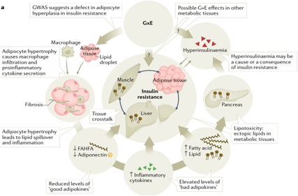 The target of Insulin receptor INSR