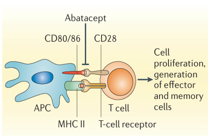 The target of Cluster of Differentiation80 CD80