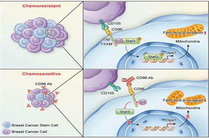 The target of T-cell surface protein tactile CD96